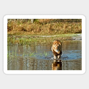 Lion crossing river Sticker